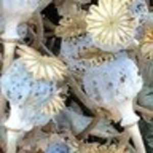 Meet your Posher, Susanne